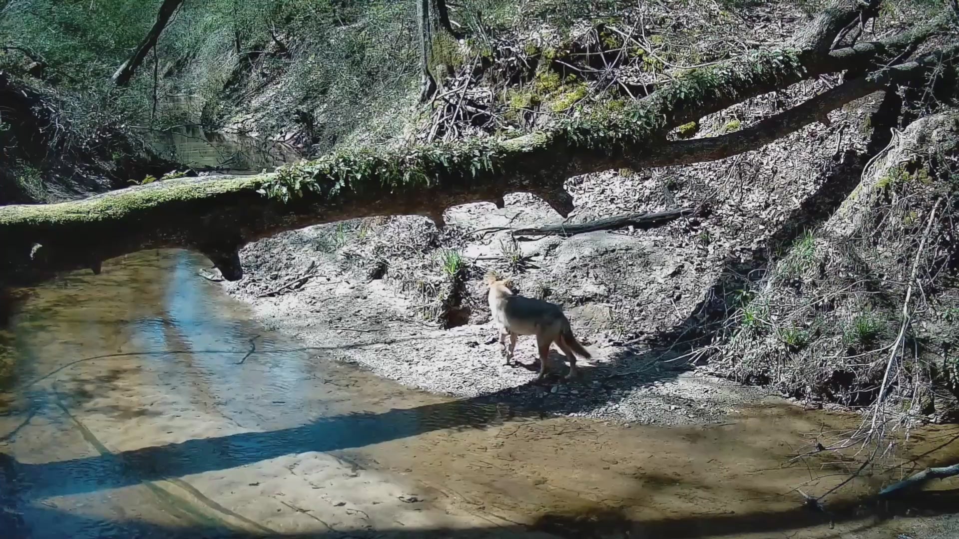 Vidéo
